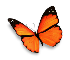Orange butterfly, isolated on white background