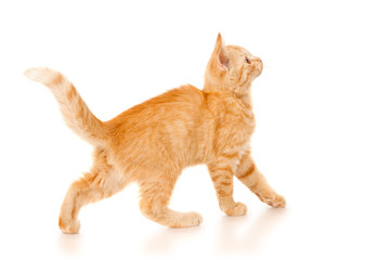 Playful kitten isolated on white