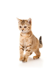 Playful kitten isolated on white