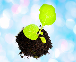 Growing green plant isolated on white background