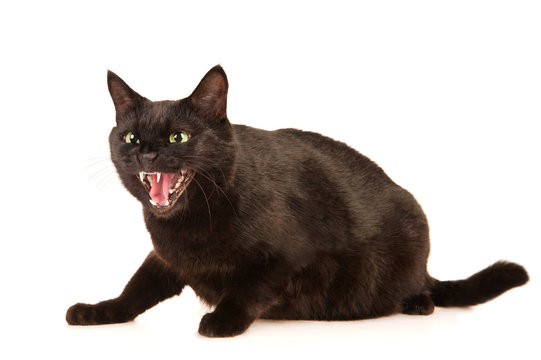 1,205 Cat Hissing Stock Photos - Free & Royalty-Free Stock Photos from  Dreamstime