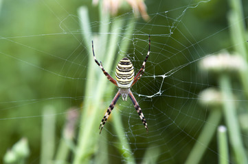 spider