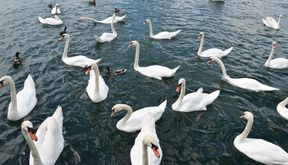 swan lake