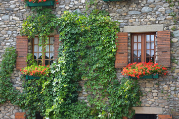 windows in ivy