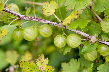 Fototapeta premium ripening gooseberries