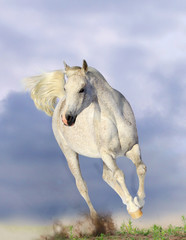 white arabian horse
