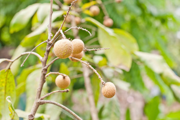 Longan on the green tree