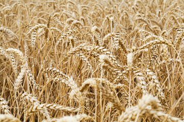 Field of wheat field
