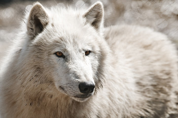 Obraz na płótnie Canvas wilk