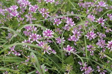 Coronilla varia / Coronille variée