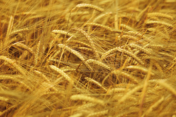 wheat