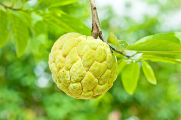 Custard apple agriculture, apple