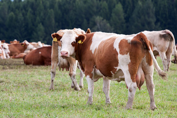 Fototapeta na wymiar Krów mlecznych w pastwiska