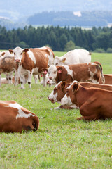 Dairy cows in pasture