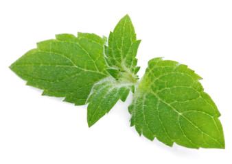 Fresh mint leaves