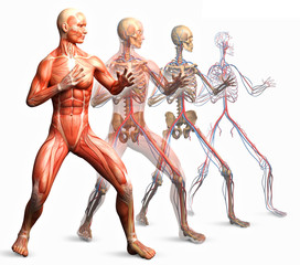anatomy, muscles © adimas