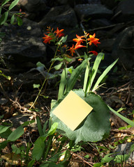 Flowers and post-it