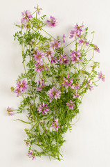 Coronilla varia / Coronille variée