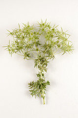 Eryngium campestre / Panicaut champêtre