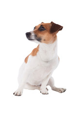 Dog Jack Russel looking to a side