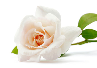 Pink white rose isolated on white