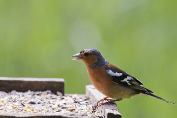 Chaffinch (Fringilla coelebs)