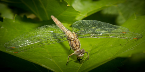 стрекоза © roden85