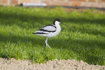 avocet ( recurvirostra avosetta)