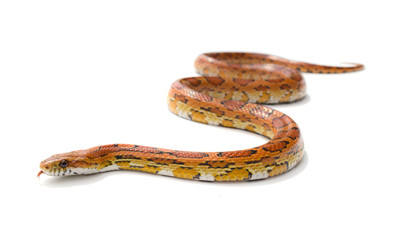 Obraz premium Isolated snake