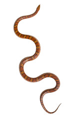 Naklejka premium Isolated snake