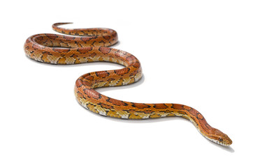 Naklejka premium snake on white background