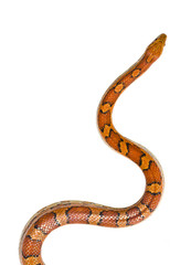 isolated snake