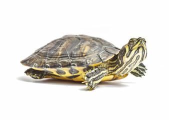Fototapeta premium turtle isolated