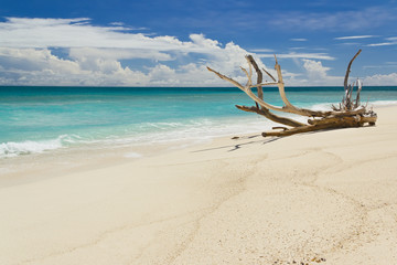 Fototapeta na wymiar Tropikalna plaża w letni dzień, z dużą martwych gałęzi