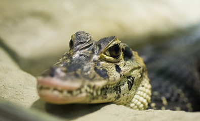 Small Crocodile waiting for it's prey
