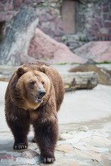brown bear / Ursus arctos / urs carpatin