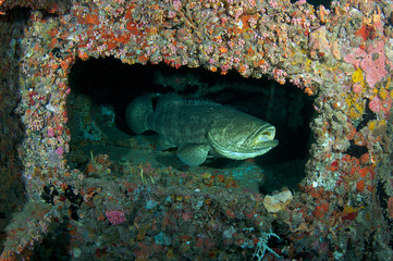 Fototapeta premium A Large Goliath Grouper Looking Out From a sunken ship.
