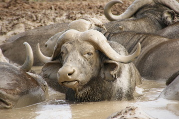 Bathing Buffalo