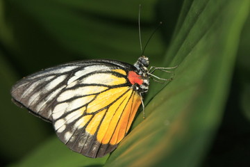 Painted Jezebel butterfly (Delias hyparete metarete)