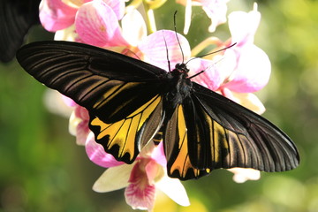 Goliath Birdwing  butterfly (Omithoptera goliath) on flowers