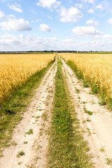 Fototapeta na wymiar agricultural field