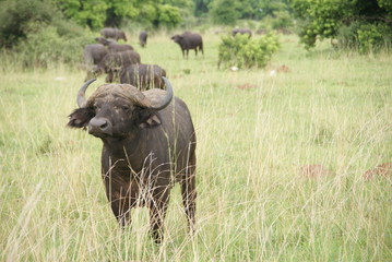 Obraz premium Old Buffalo