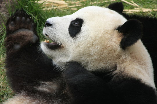 Fototapeta Giant panda bear (Ailuropoda Melanoleuca), China