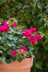 Bougainvillea, Nahaufnahme, im Garten