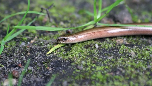Blindschleiche (Anguis fragilis)