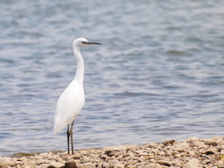 Little Egret, Egretta garzetta