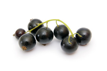 black currant berries on the white background