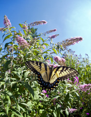 Obraz premium Eastern Tiger Swallowtail (Papilio glaucus)