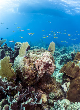 Caribbean Reef Octopus (Octopus Briareus)