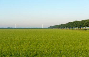 Agriculture in summer